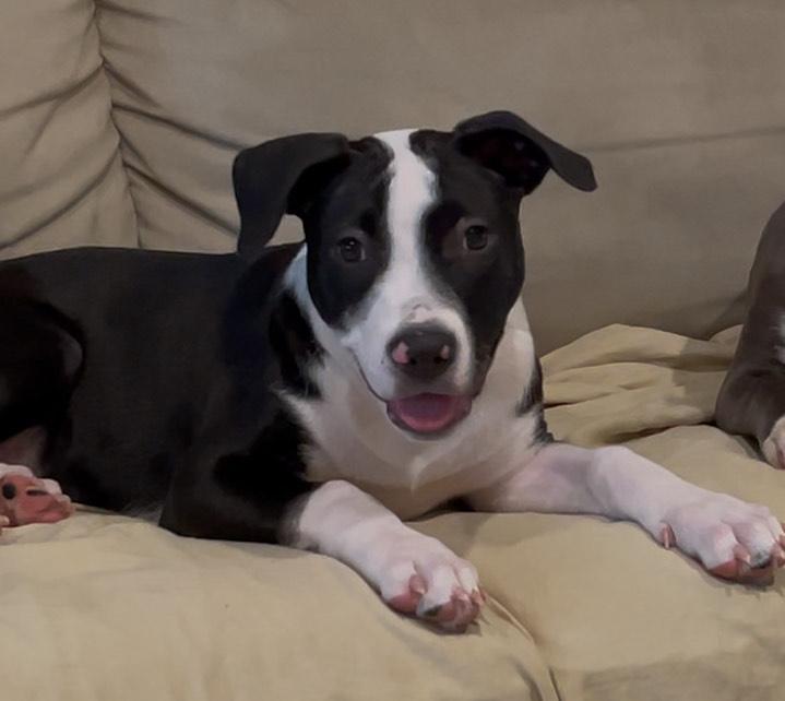 Enlarge Charlie, a Adoptable mixed breed in Buena Park, CA image 1/4