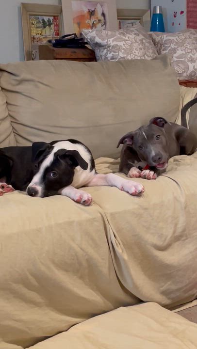 Enlarge Charlie, a Adoptable mixed breed in Buena Park, CA video 2/4