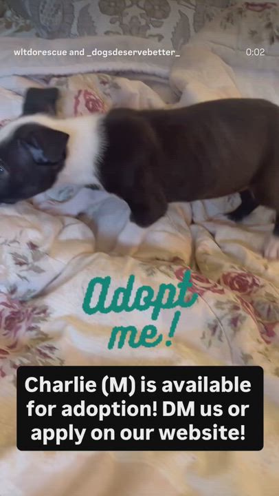 Enlarge Charlie, a Adoptable mixed breed in Buena Park, CA video 4/4
