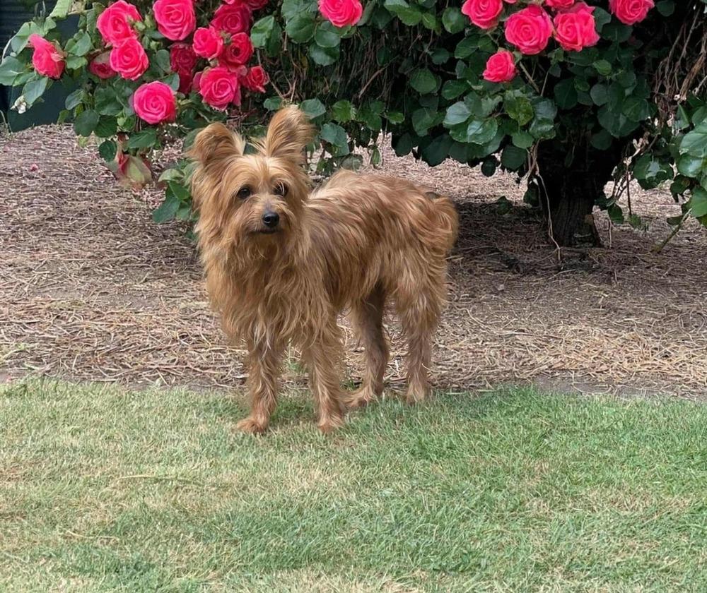 Jazzy, Adoptable, Adult Female Yorkshire Terrier.