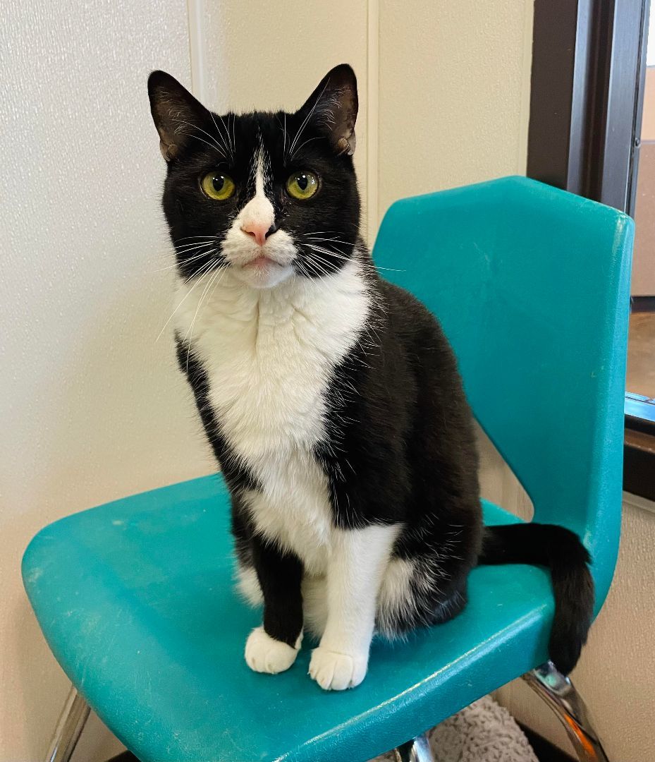 Enlarge Mitzy, a Adoptable Domestic Short Hair in Salisbury, NC image 4/6