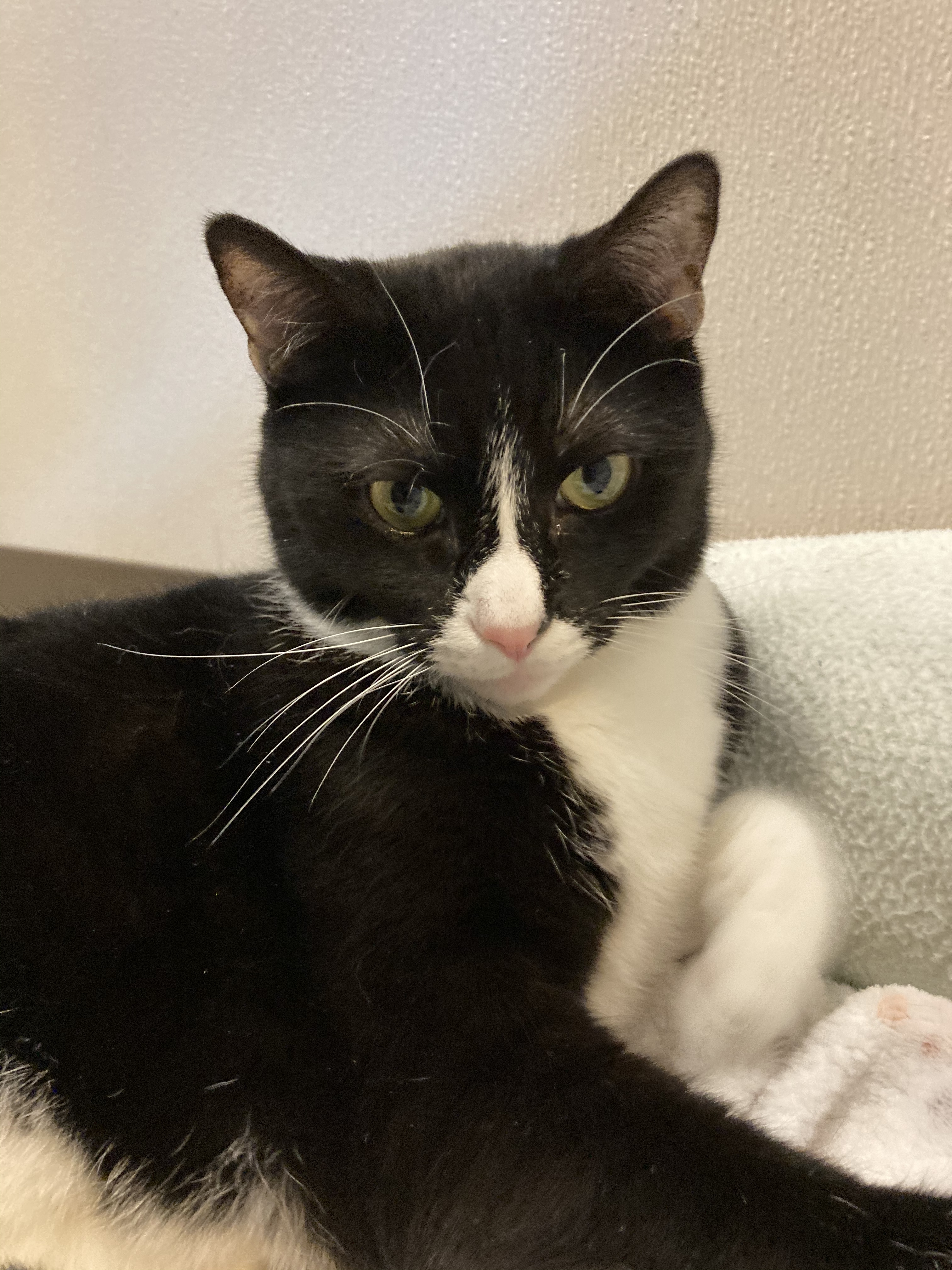 Enlarge Mitzy, a Adoptable Domestic Short Hair in Salisbury, NC image 6/6