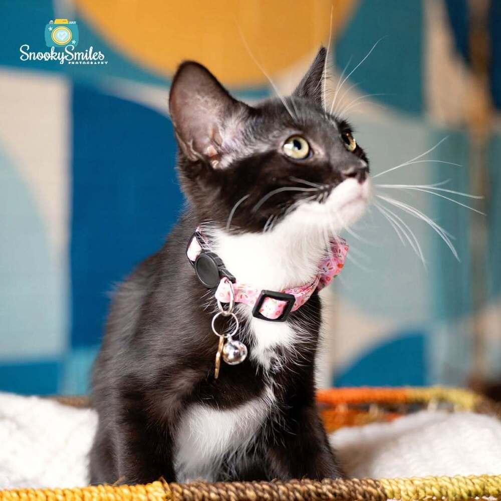 Betsy, a Adoptable mixed breed in Salisbury, NC image 1/5