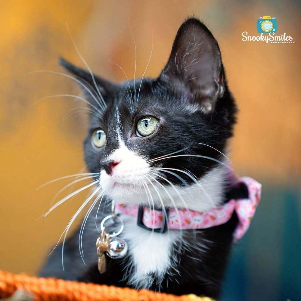 Betsy, a Adoptable mixed breed in Salisbury, NC image 4/5