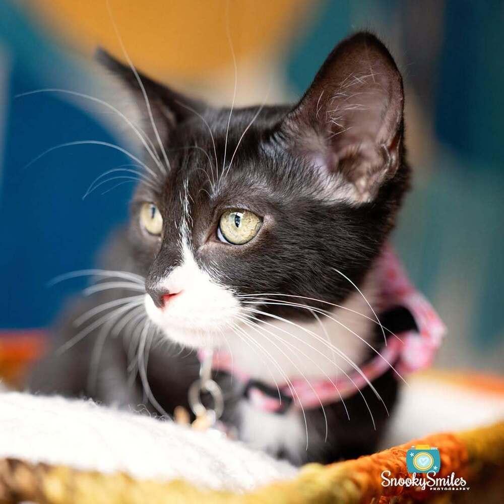 Betsy, a Adoptable mixed breed in Salisbury, NC image 5/5