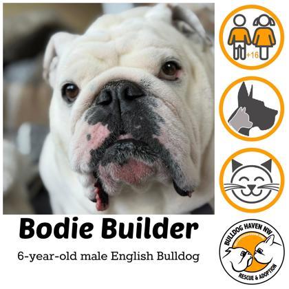 BODIE BUILDER - pending, ADOPTABLE, Adult Male English Bulldog.