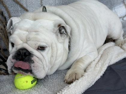 BODIE BUILDER - pending, a ADOPTABLE English Bulldog in Bonney Lake, WA image 2/3
