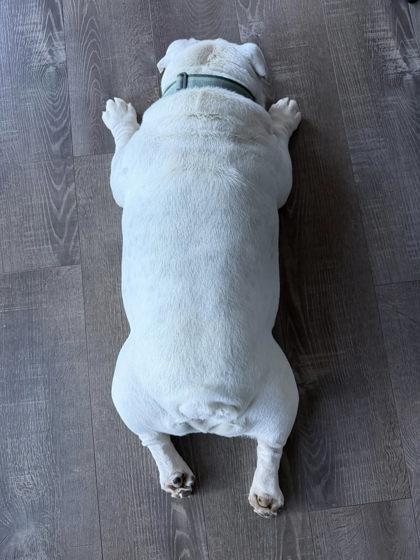 BODIE BUILDER - pending, a ADOPTABLE English Bulldog in Bonney Lake, WA image 3/3