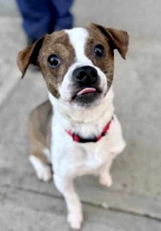 Mega, ADOPTABLE, Young Male Terrier & Jack Russell Terrier.