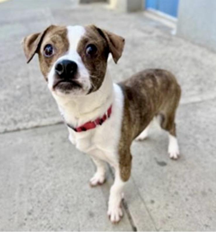 Enlarge Mega, a ADOPTABLE mixed breed in Warren, NJ image 4/6