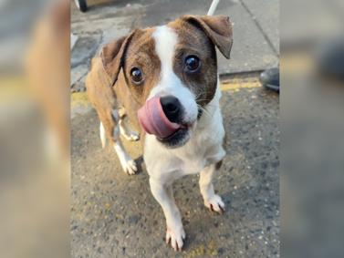 Enlarge Mega, a ADOPTABLE mixed breed in Warren, NJ image 5/6