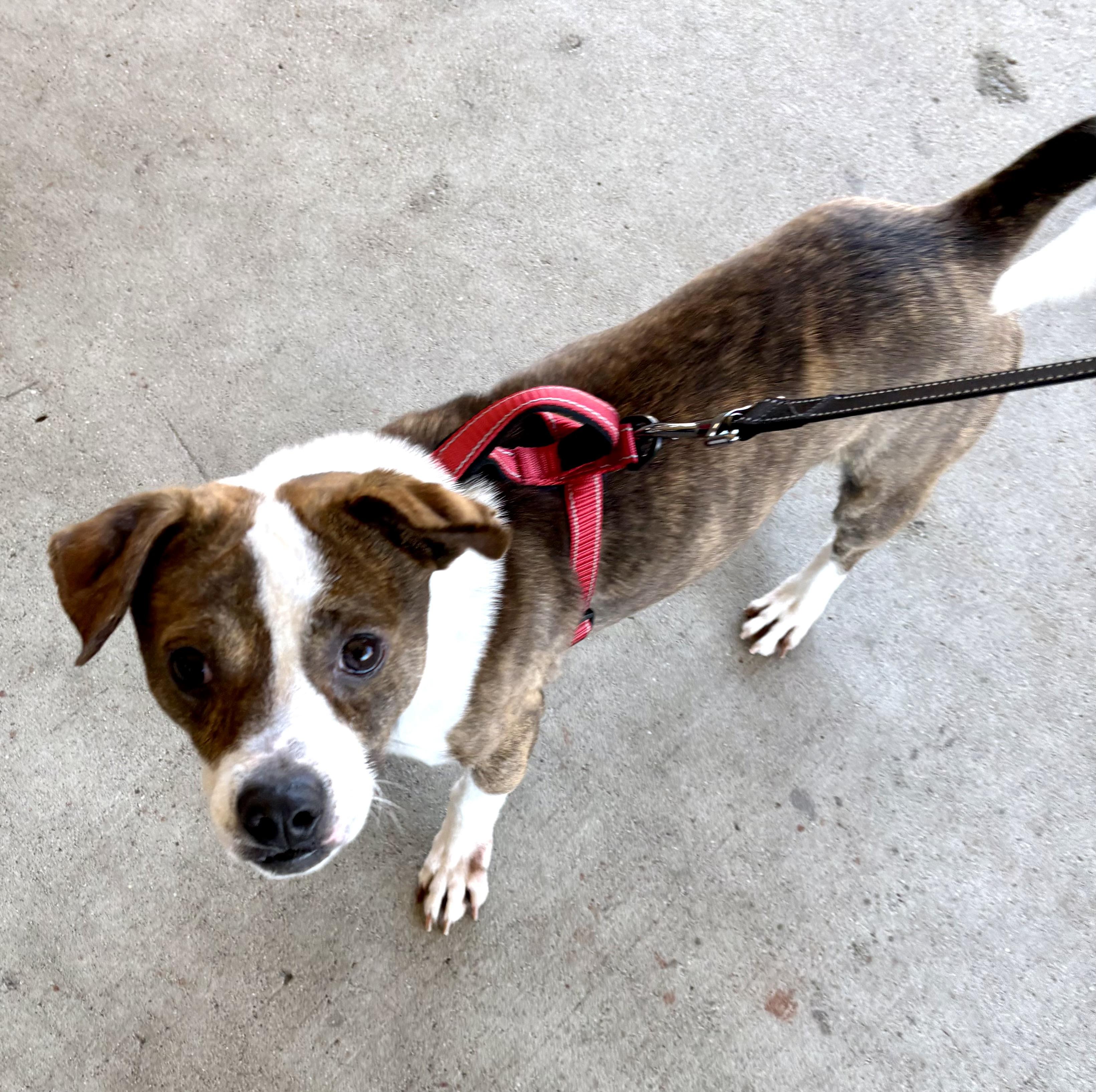 Enlarge Mega, a ADOPTABLE mixed breed in Warren, NJ image 2/6