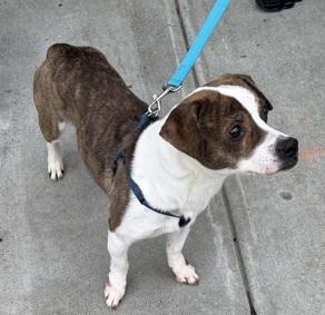 Enlarge Mega, a ADOPTABLE mixed breed in Warren, NJ image 6/6