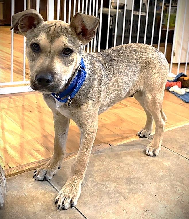 ELFIE aka HAPPY DOG, a ADOPTABLE mixed breed in Olympia, WA image 2/5