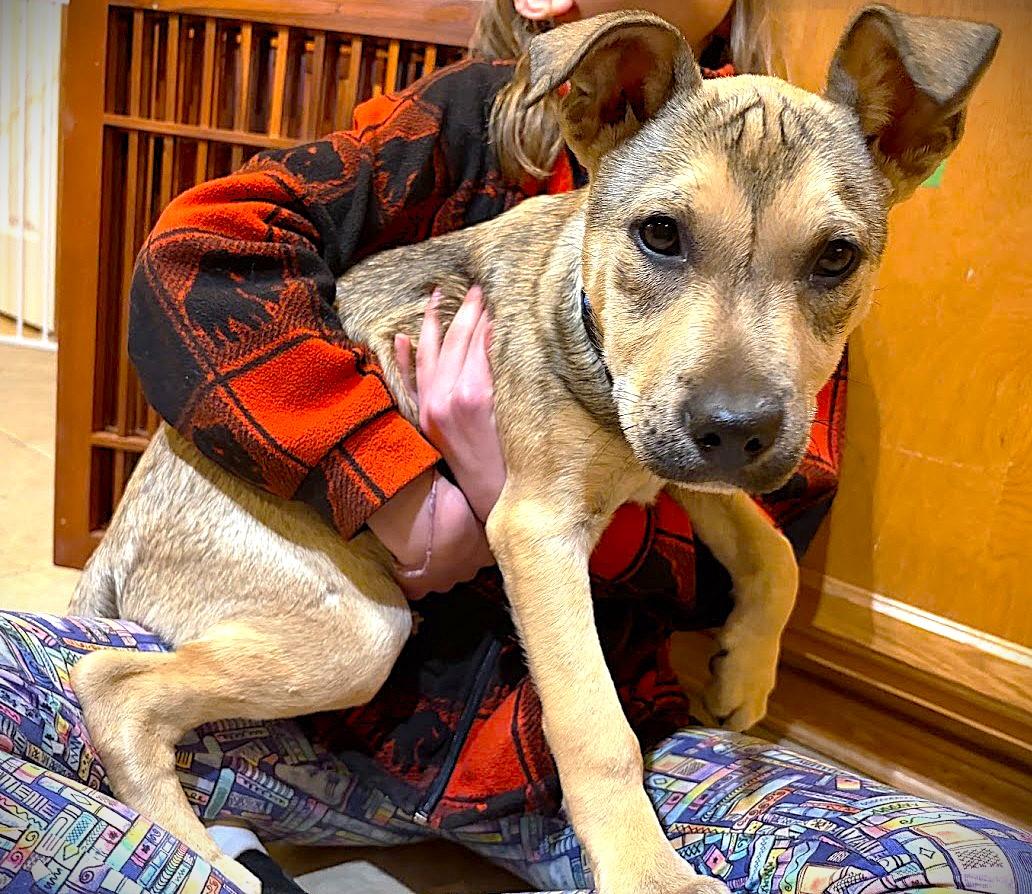 ELFIE aka HAPPY DOG, ADOPTABLE, Young Male Smooth Fox Terrier & Border Terrier.