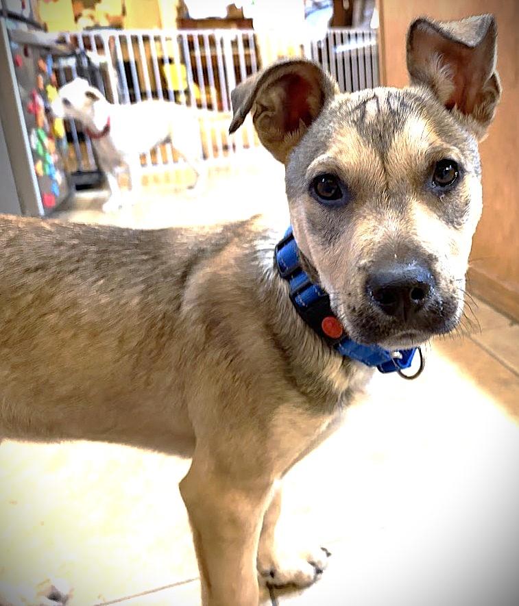 ELFIE aka HAPPY DOG, a ADOPTABLE mixed breed in Olympia, WA image 3/5