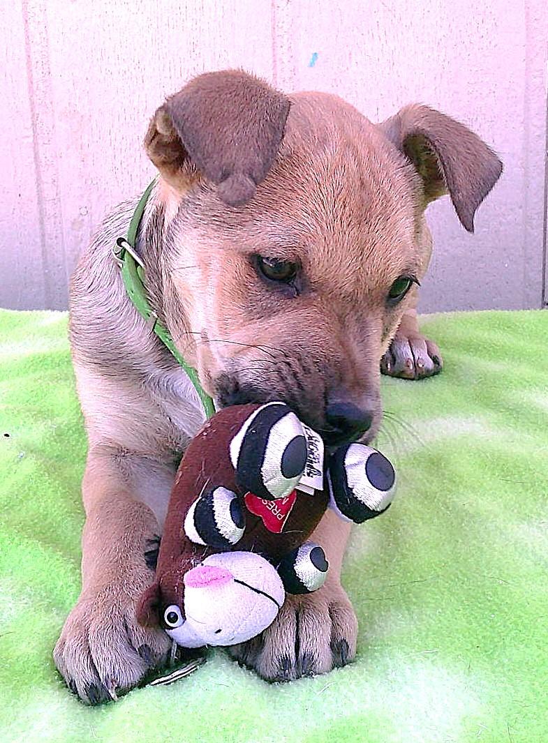 ELFIE aka HAPPY DOG, a ADOPTABLE mixed breed in Olympia, WA image 4/5