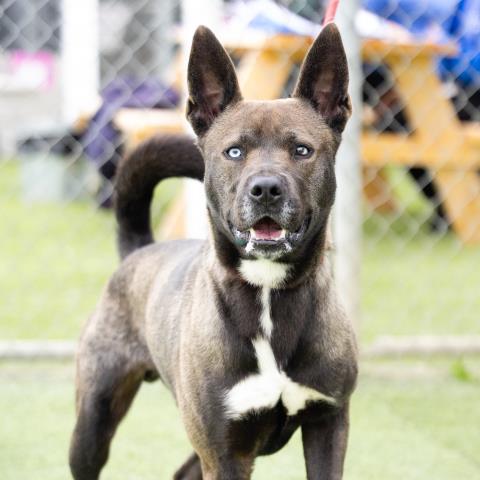 Enlarge MAJOR, a Adoptable German Shepherd Dog in Camarillo, CA image 1/1