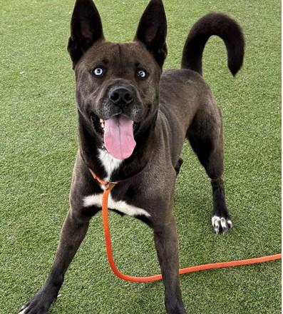 MAJOR, Adoptable, Young Male German Shepherd Dog.