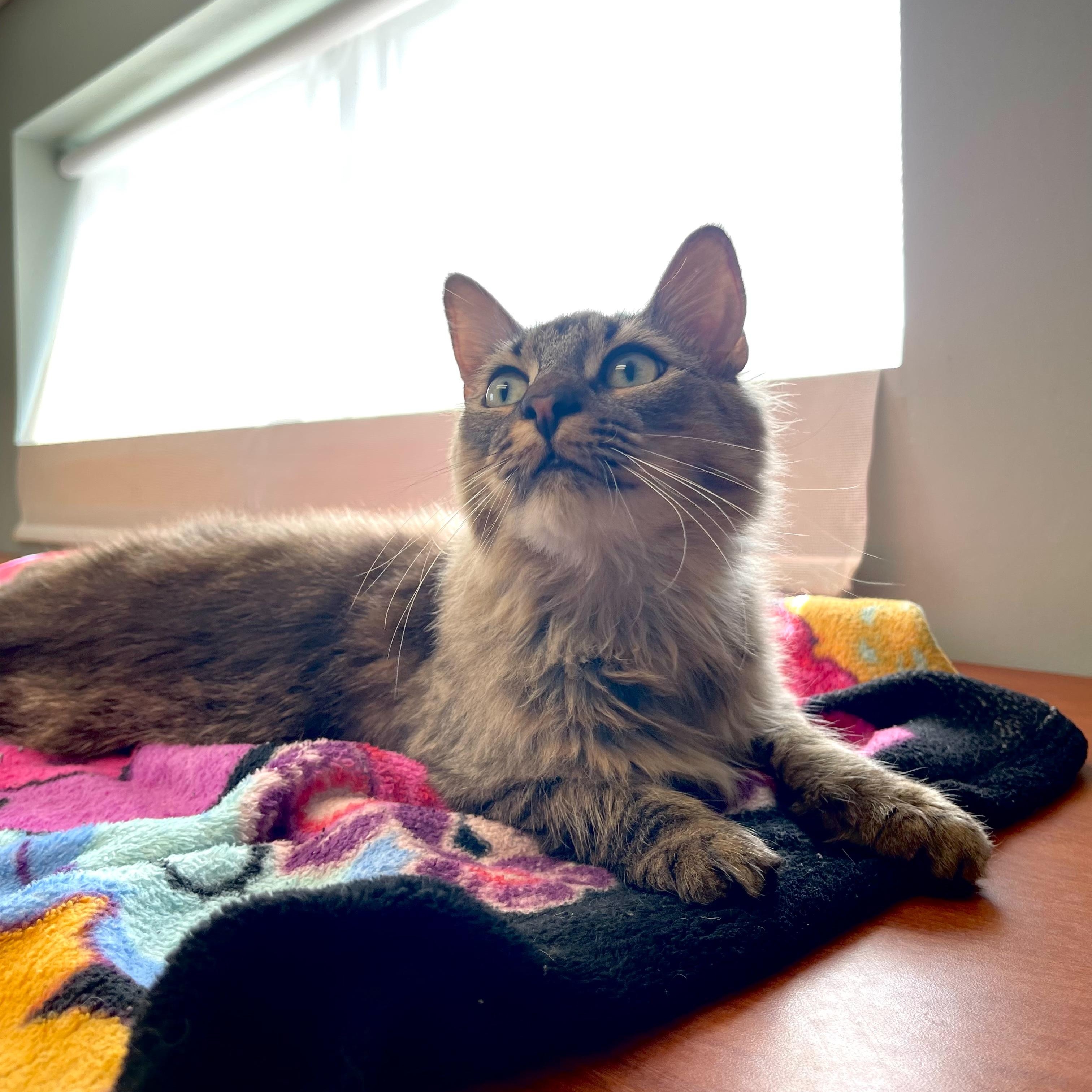 Philly, a Adopted Domestic Long Hair in Albany, NY image 5/5