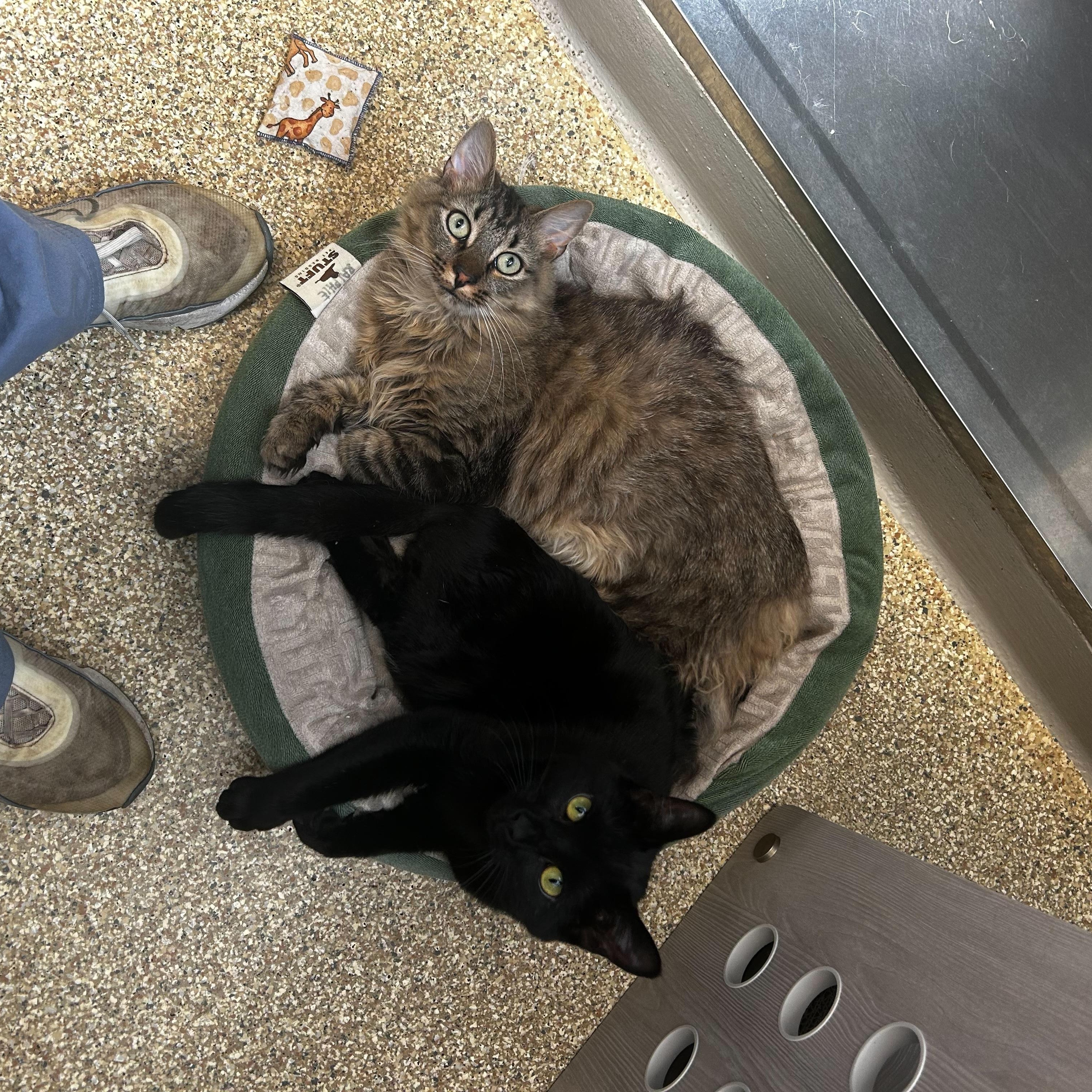 Philly, a Adopted Domestic Long Hair in Albany, NY image 3/5