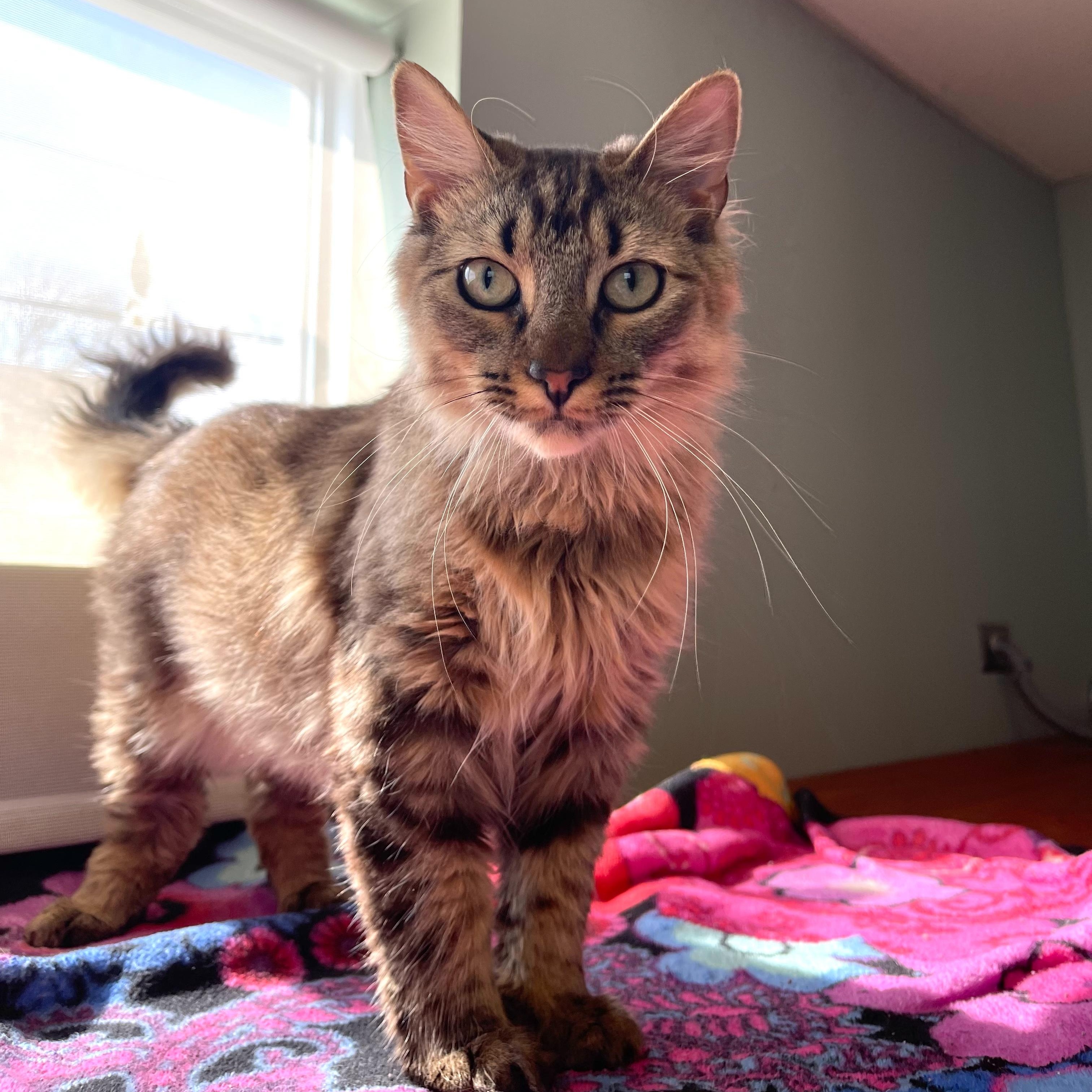 Philly, Adopted, Young Male Domestic Long Hair.