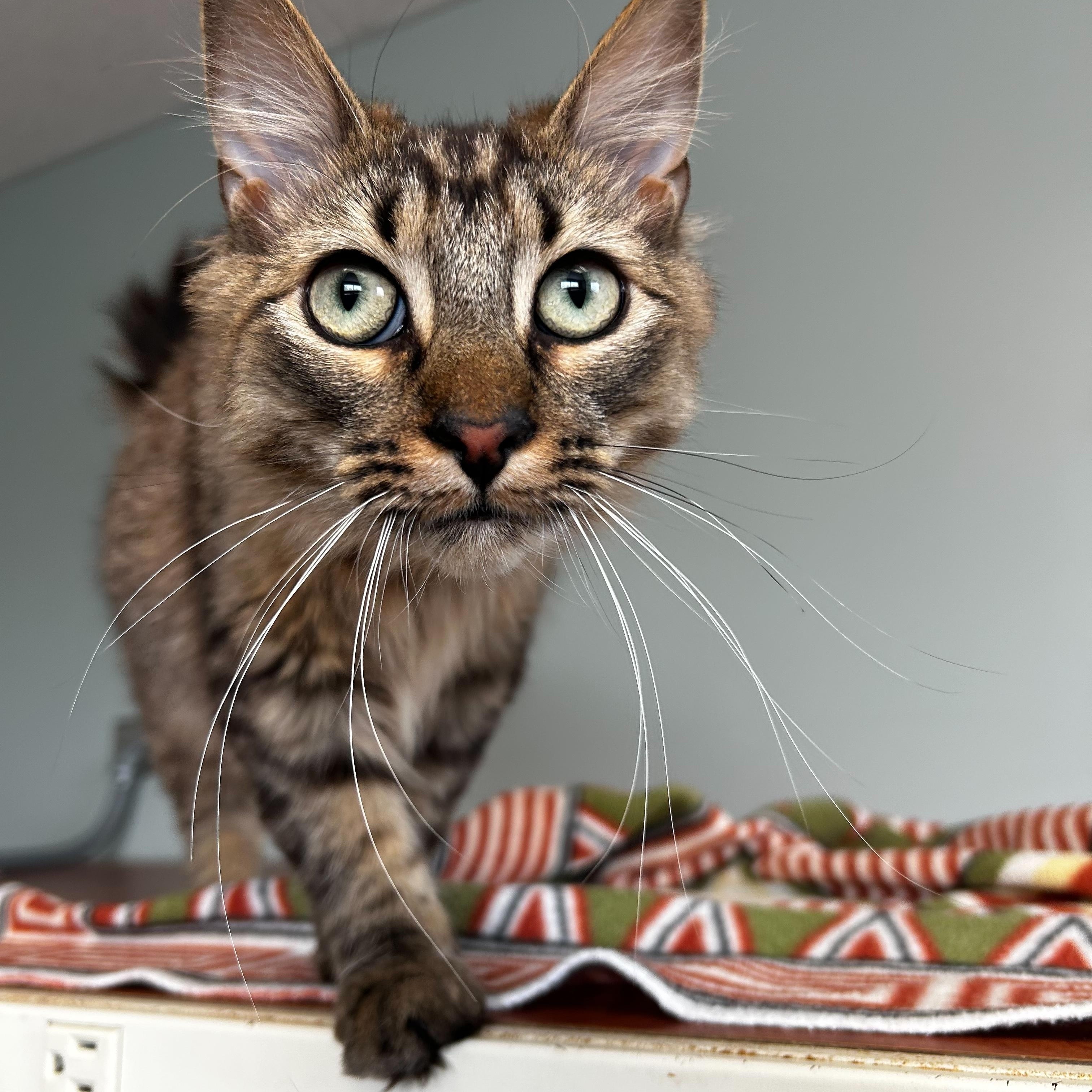 Philly, a Adopted Domestic Long Hair in Albany, NY image 4/5