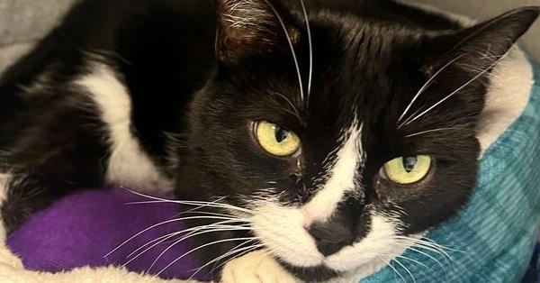 Bing, Adoptable, Senior Male Domestic Short Hair.