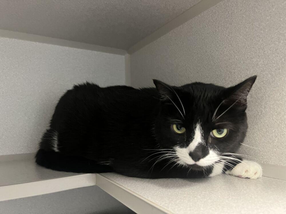 Bing, a Adoptable Domestic Short Hair in Bowling Green, OH image 2/3