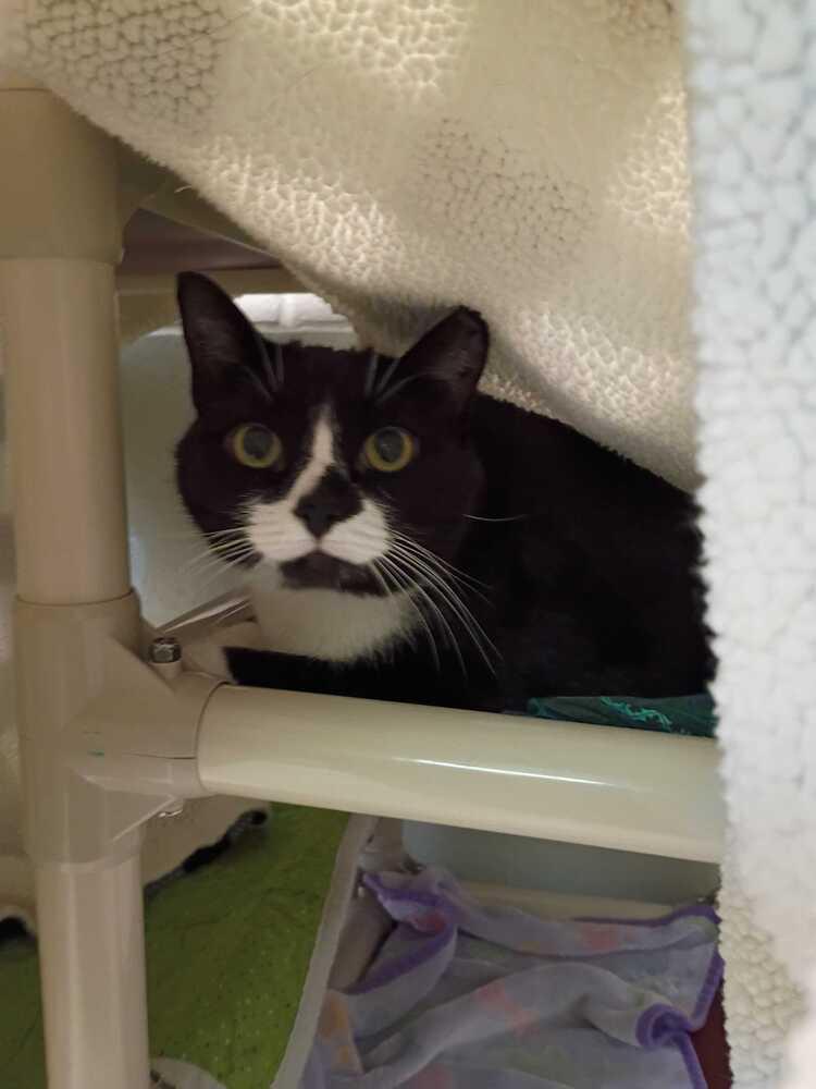 Bing, a Adoptable Domestic Short Hair in Bowling Green, OH image 3/3