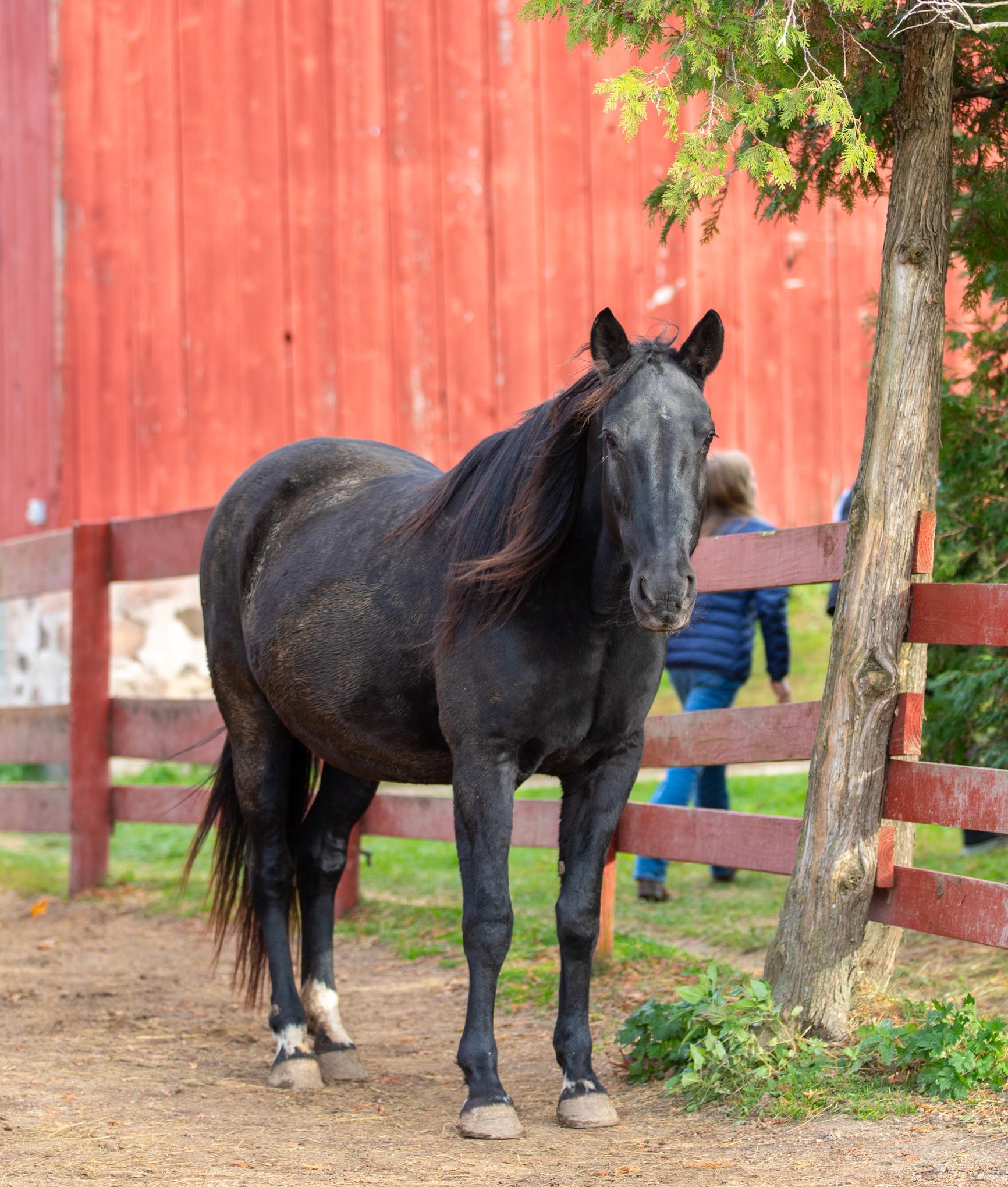 Mabel, Adoptable, Adult Female Standardbred.