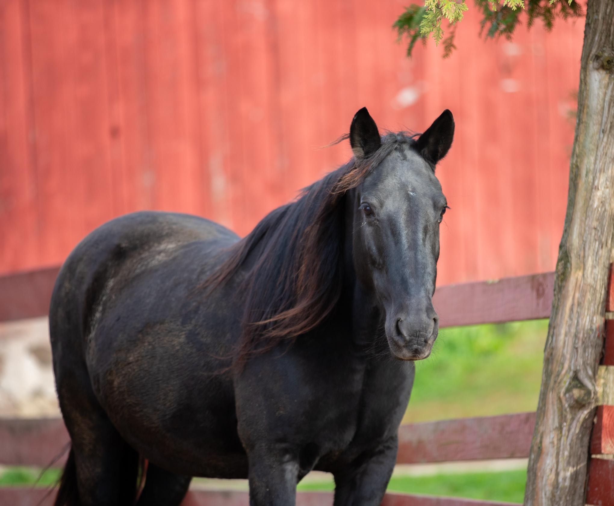 Enlarge Mabel, a Adoptable Standardbred in Elkhart Lake, WI image 2/4