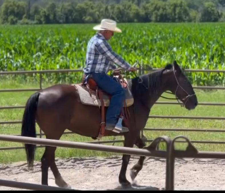Enlarge Mabel, a Adoptable Standardbred in Elkhart Lake, WI image 3/4