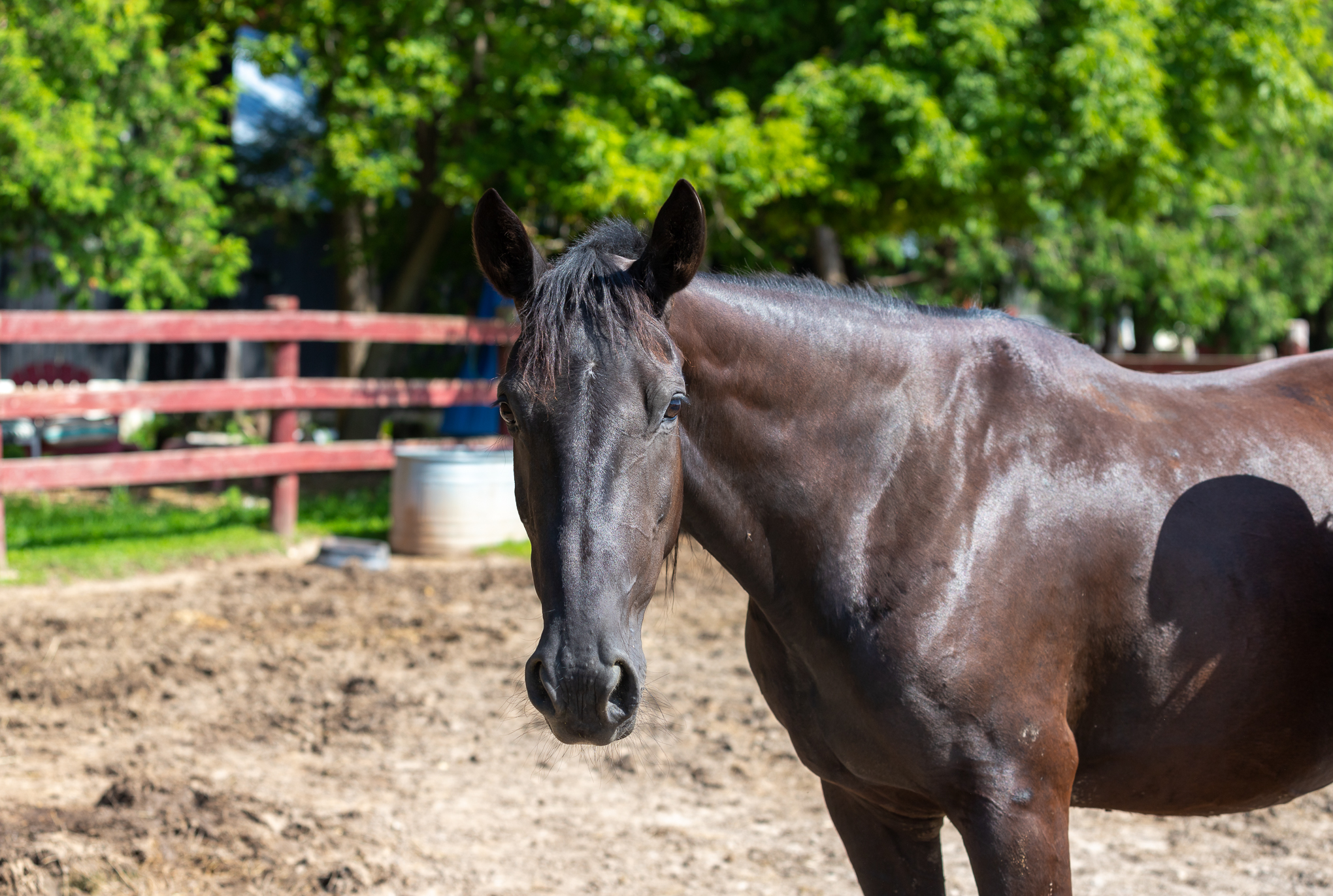 Enlarge Mabel, a Adoptable Standardbred in Elkhart Lake, WI image 4/4