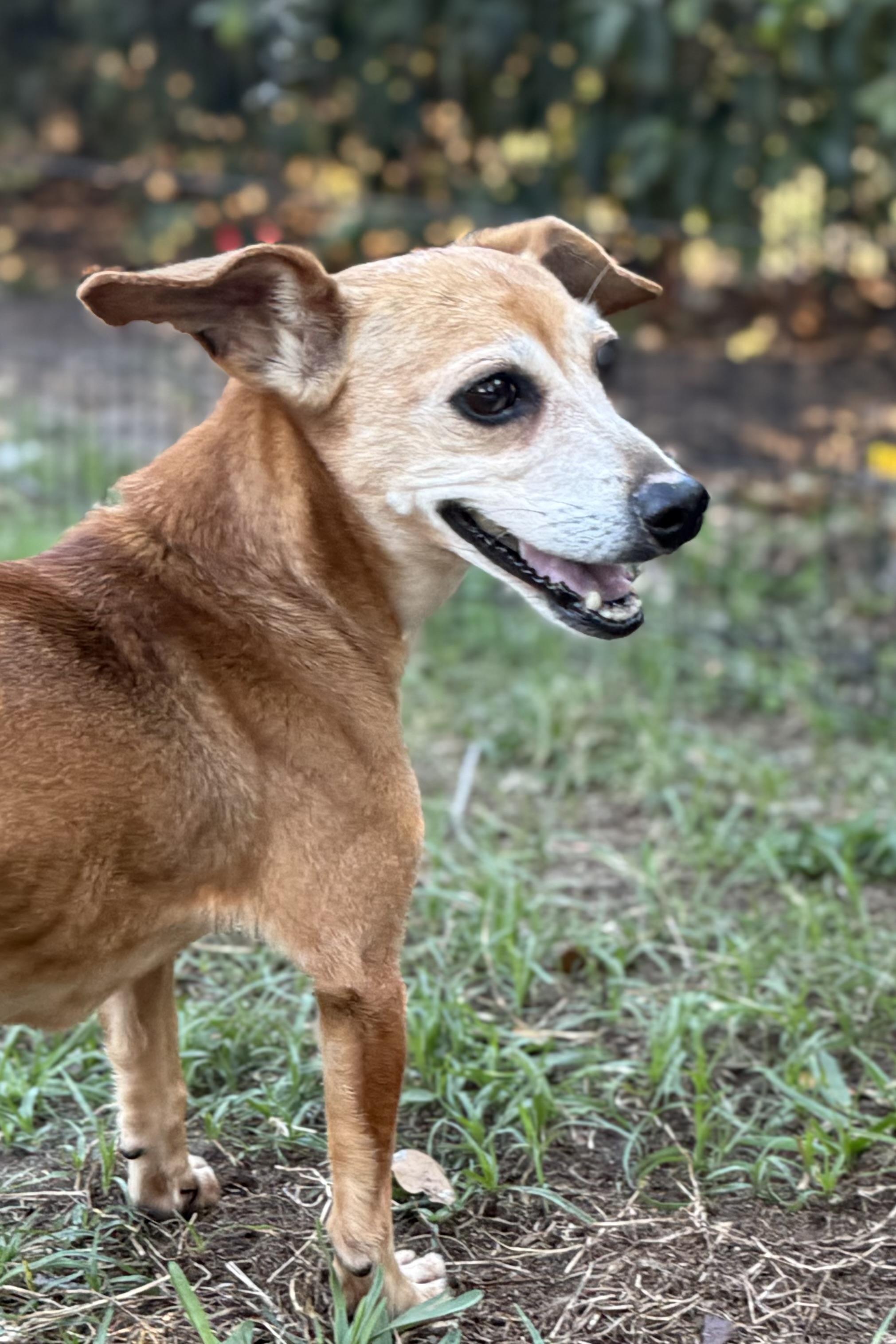 Lola (aka Brown Lola), Adoptable, Senior Female Dachshund & Chihuahua.