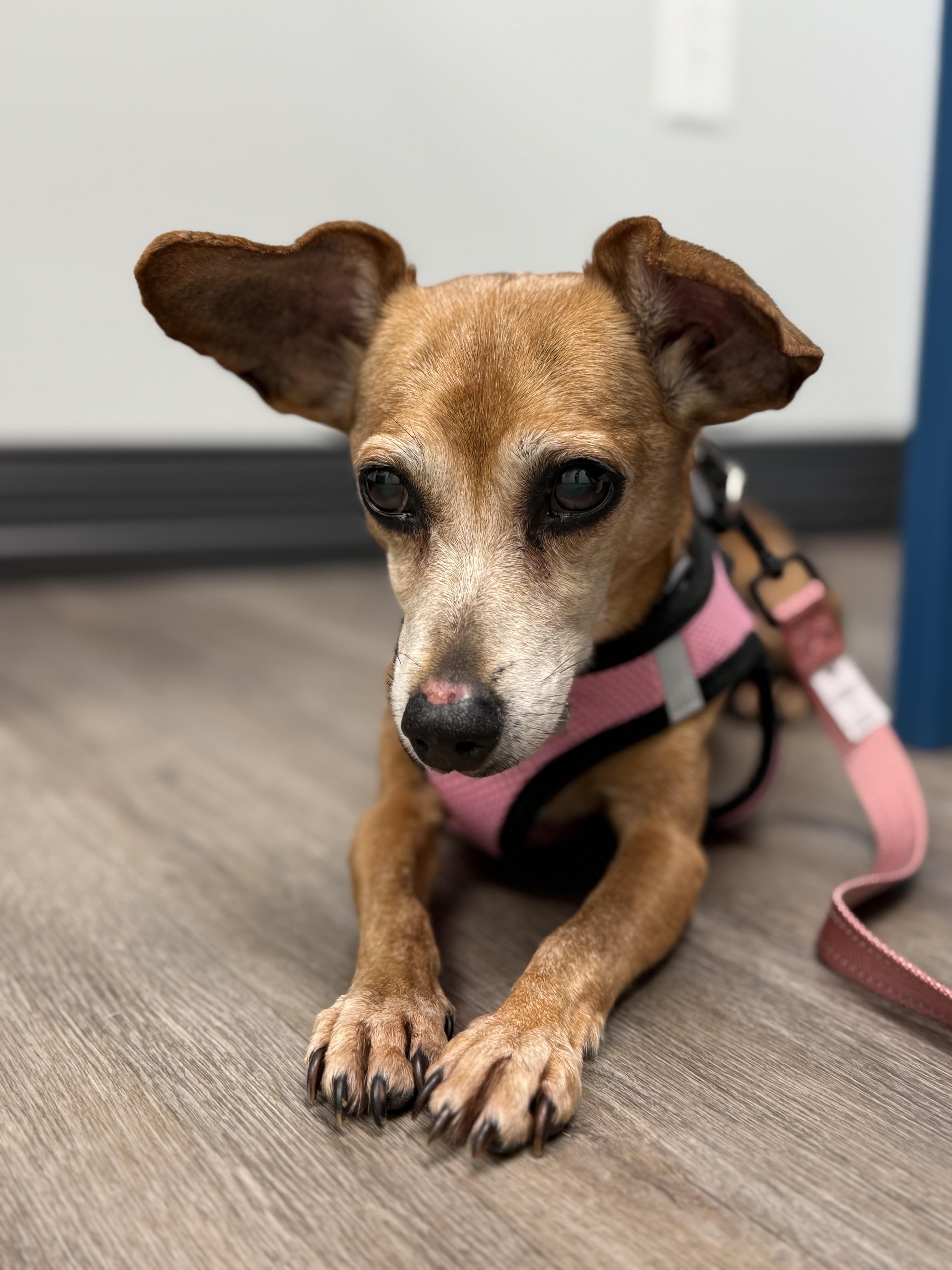 Lola (aka Brown Lola), a Adoptable mixed breed in Plant City, FL image 2/3
