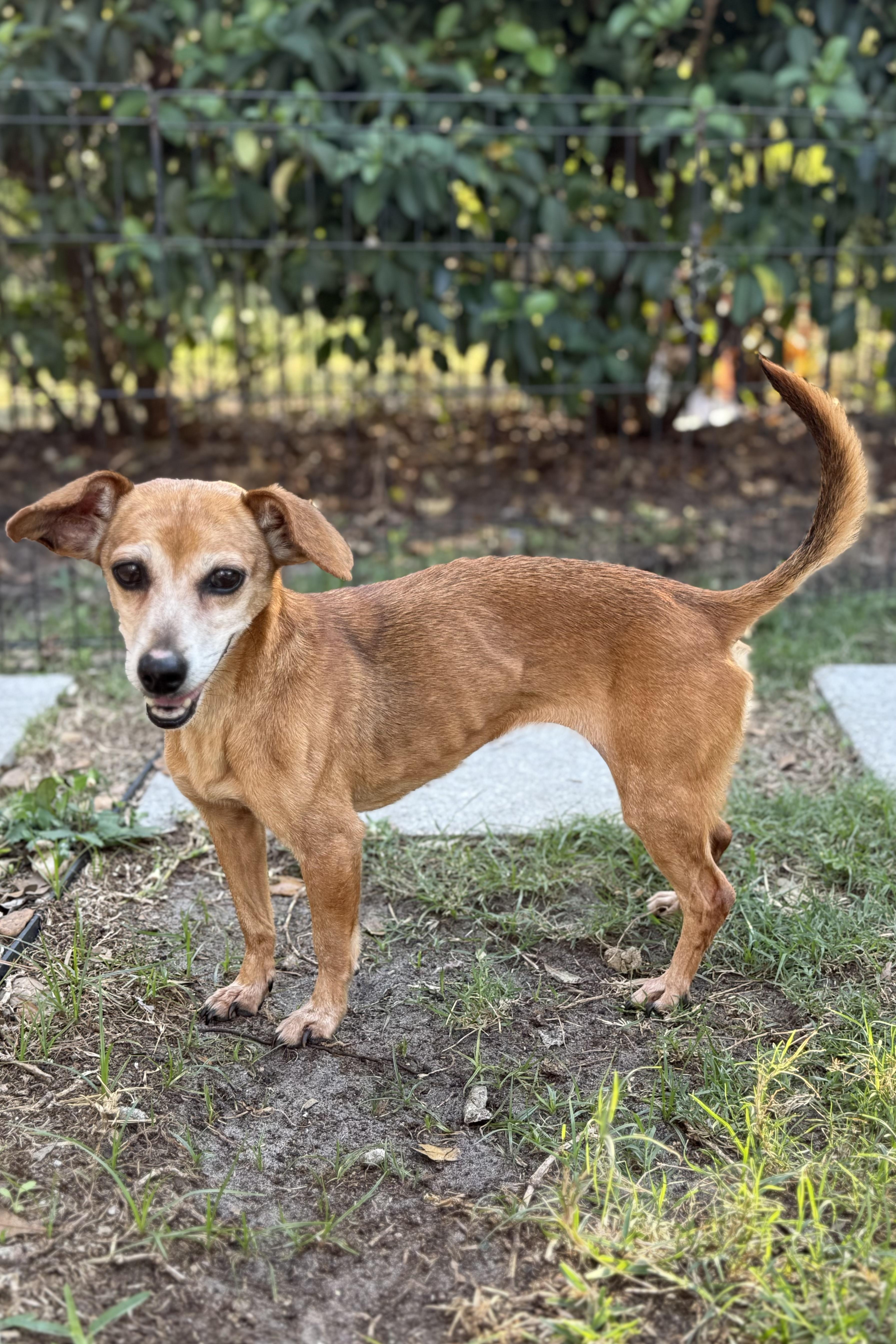 Lola (aka Brown Lola), a Adoptable mixed breed in Plant City, FL image 1/3