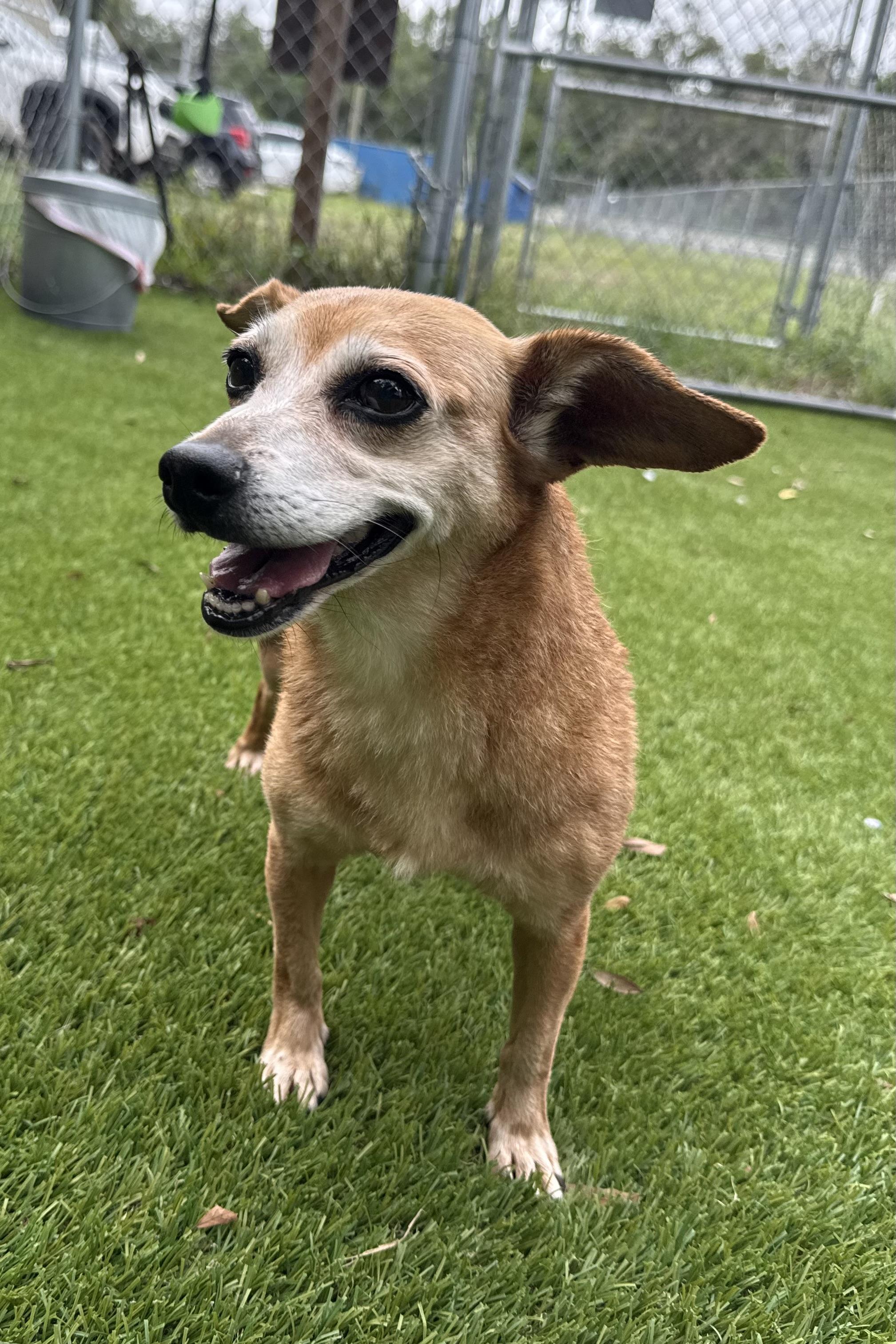 Enlarge Lola, a Adoptable mixed breed in Plant City, FL image 4/4