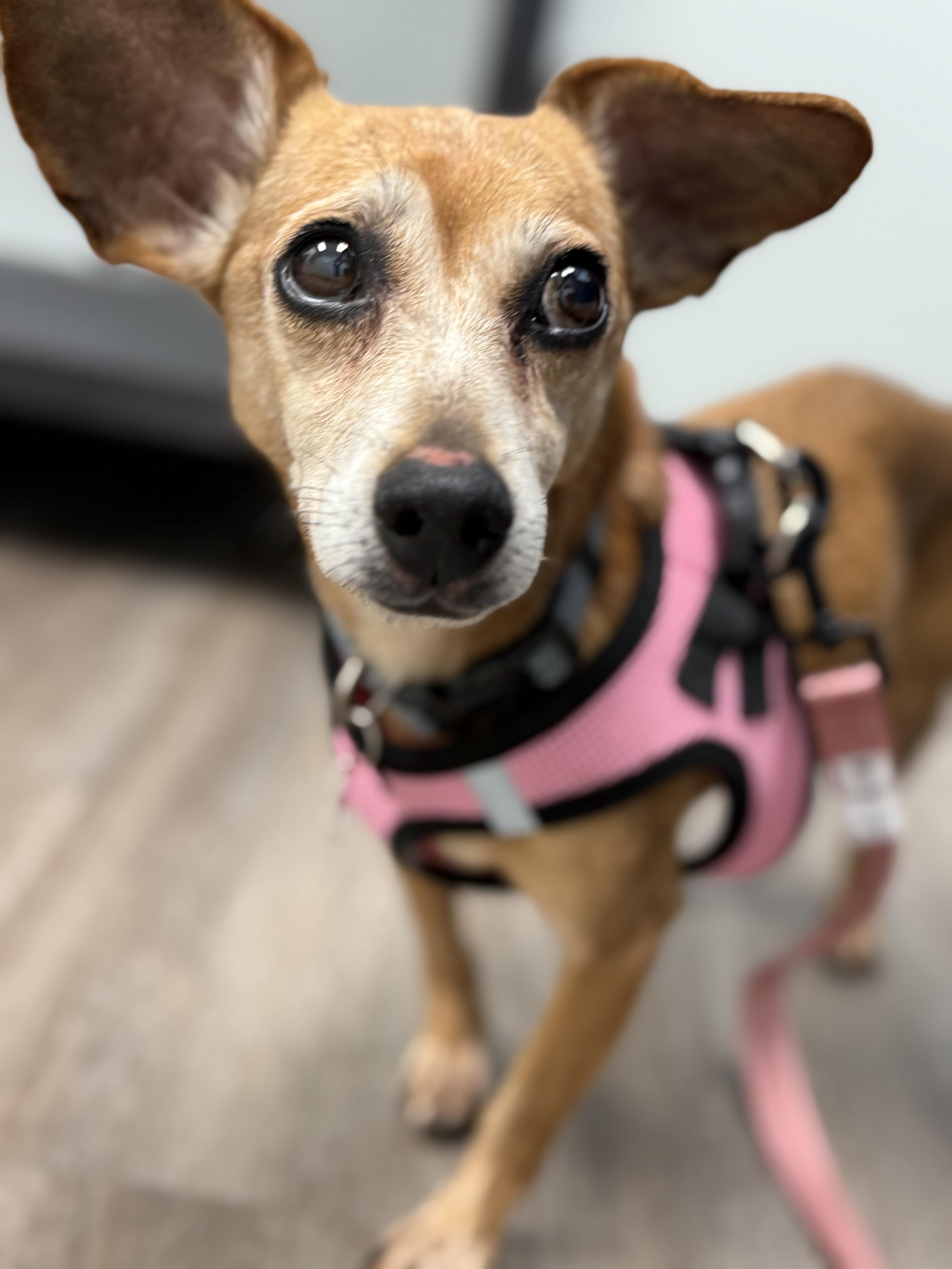 Enlarge Lola, a Adoptable mixed breed in Plant City, FL image 2/4