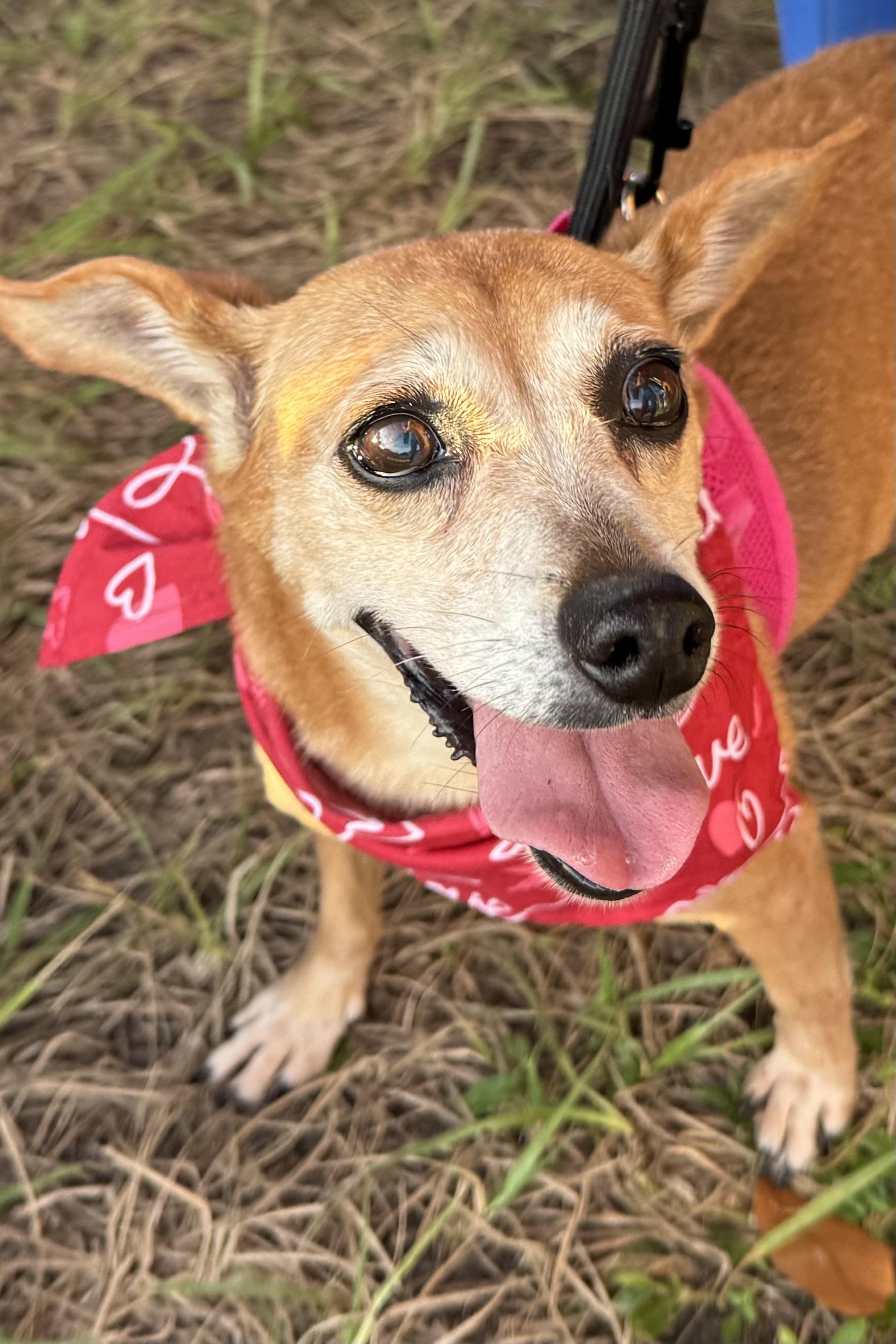 Lola, Adoptable, Senior Female Dachshund & Chihuahua.