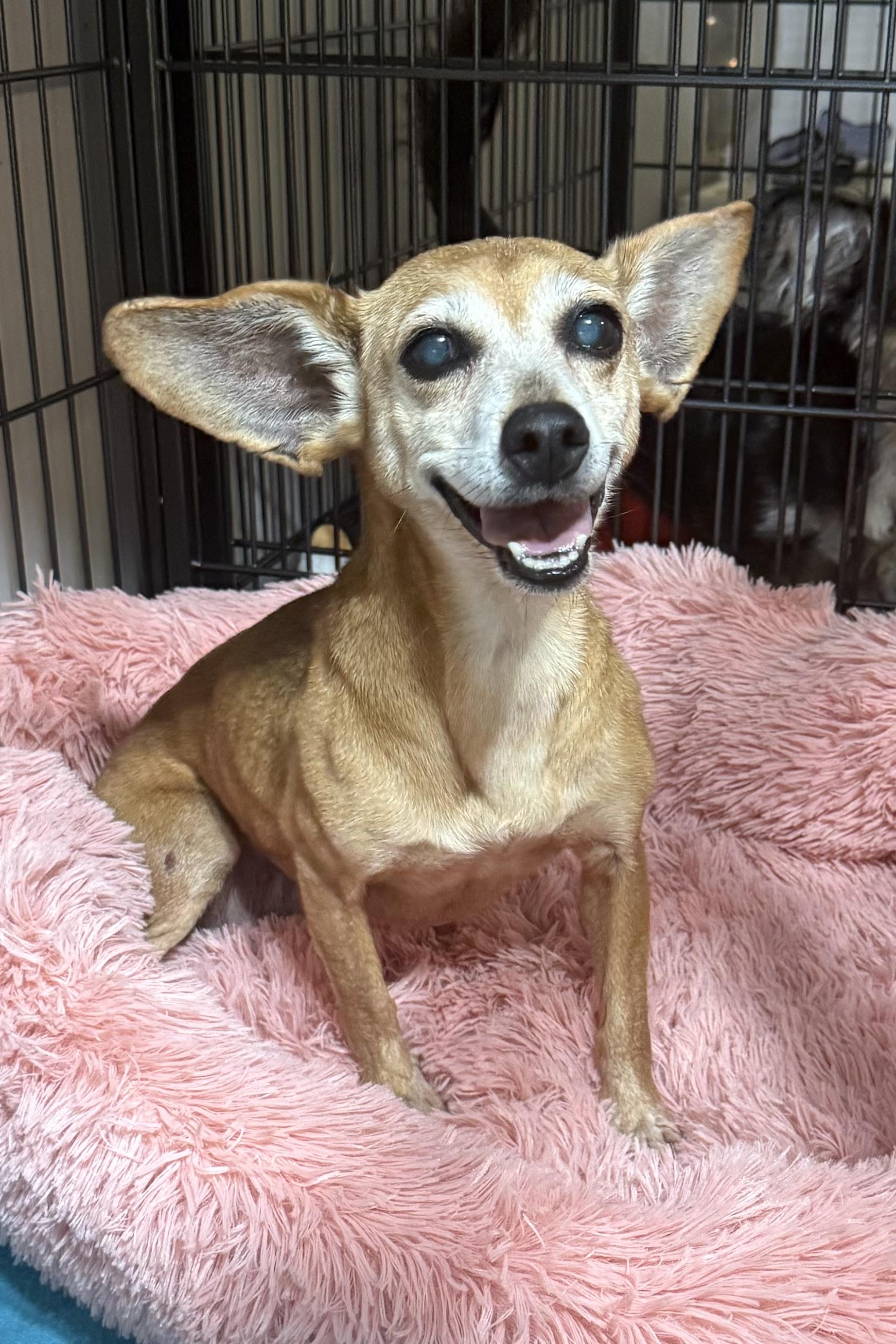 Enlarge Lola, a Adoptable mixed breed in Plant City, FL image 4/4