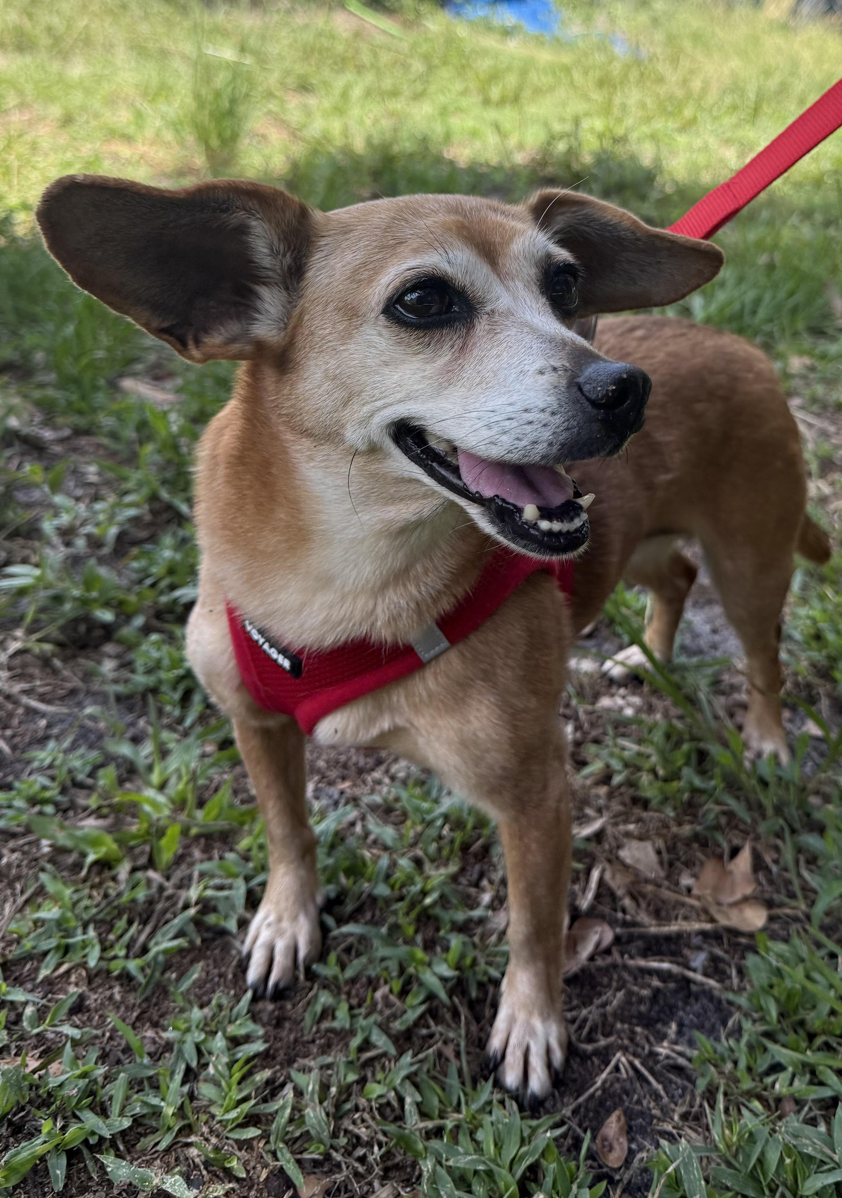 Enlarge Lola, a Adoptable mixed breed in Plant City, FL image 3/4