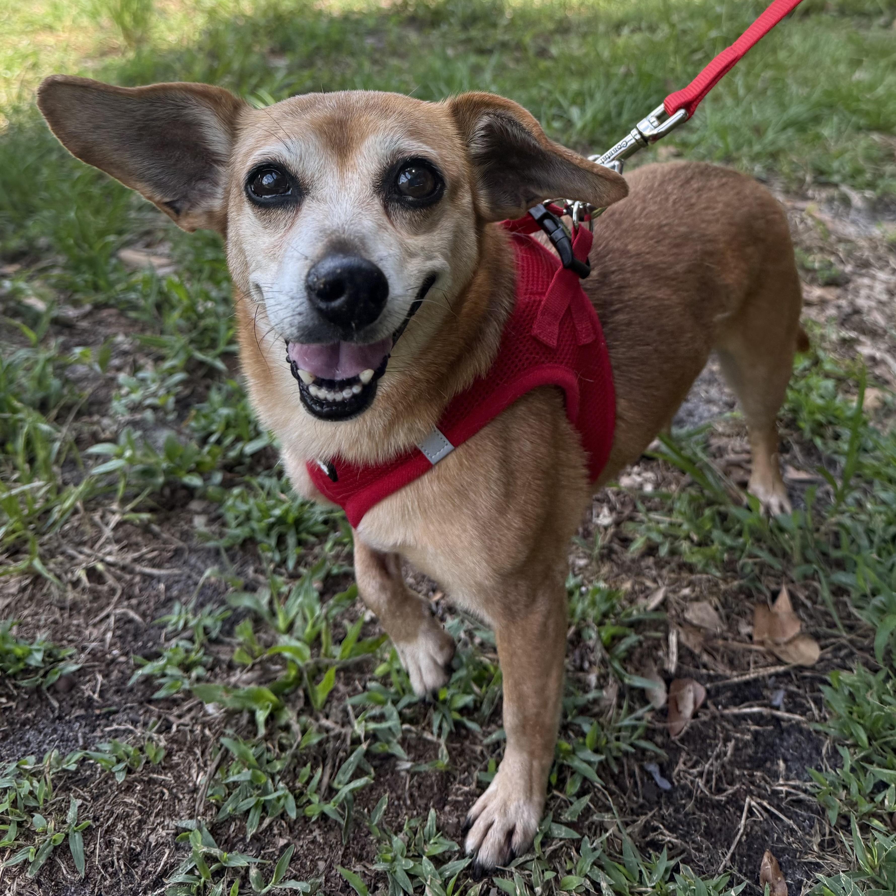 Enlarge Lola, a Adoptable mixed breed in Plant City, FL image 1/4