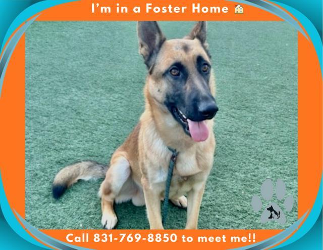 Enlarge ARGO, a Adoptable German Shepherd Dog in Salinas, CA image 1/1