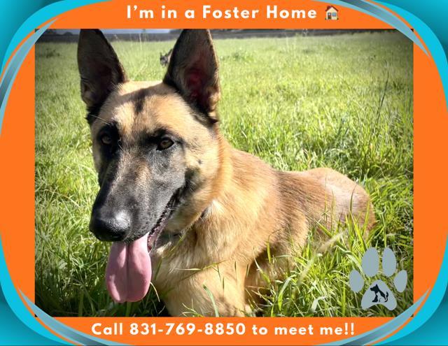 Enlarge ARGO, a Adoptable German Shepherd Dog in Salinas, CA image 1/1