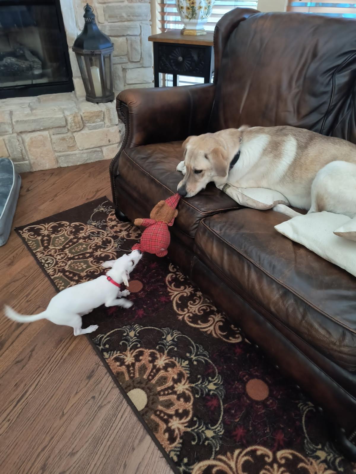 Enlarge Lou Lou, a Adopted mixed breed in Southlake, TX image 1/5