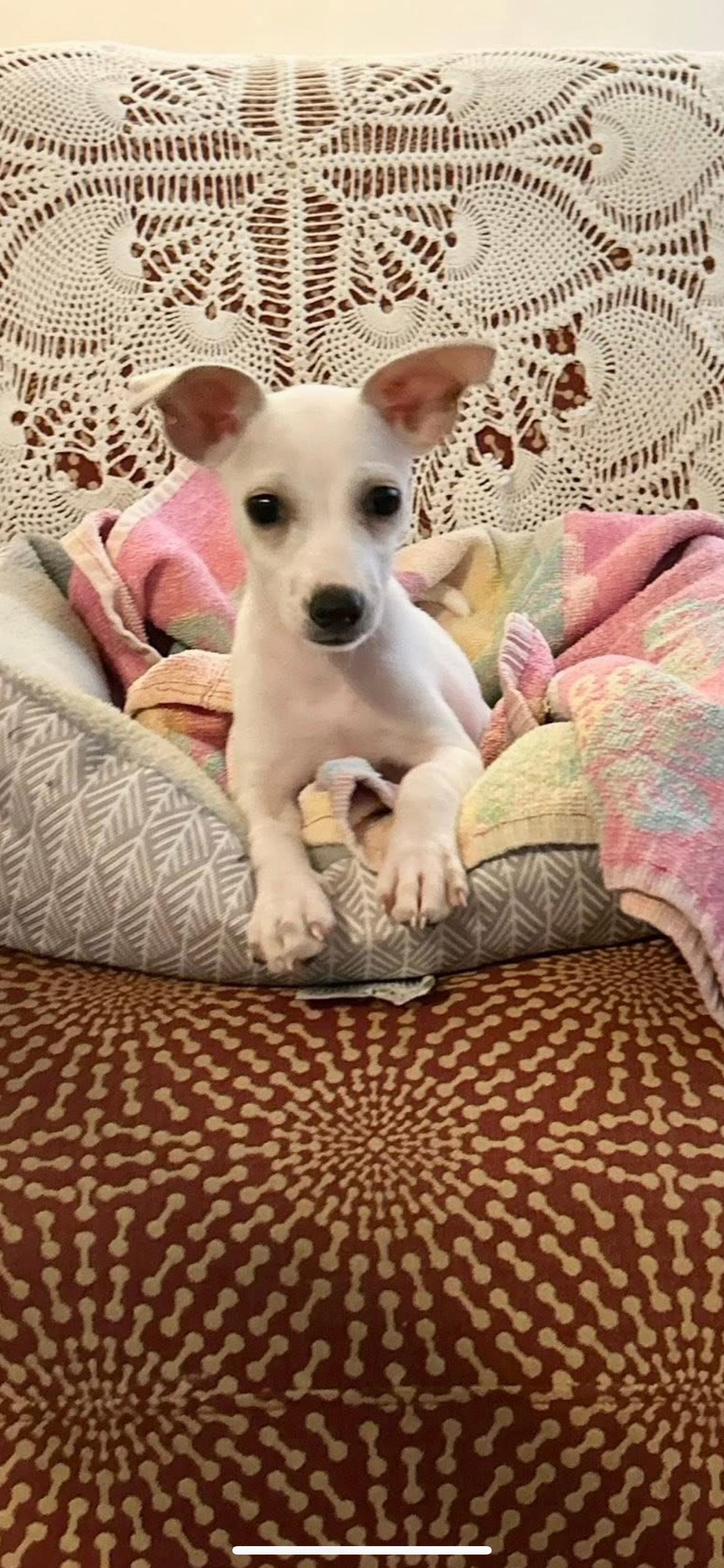 Enlarge Lou Lou, a Adopted mixed breed in Southlake, TX image 2/5