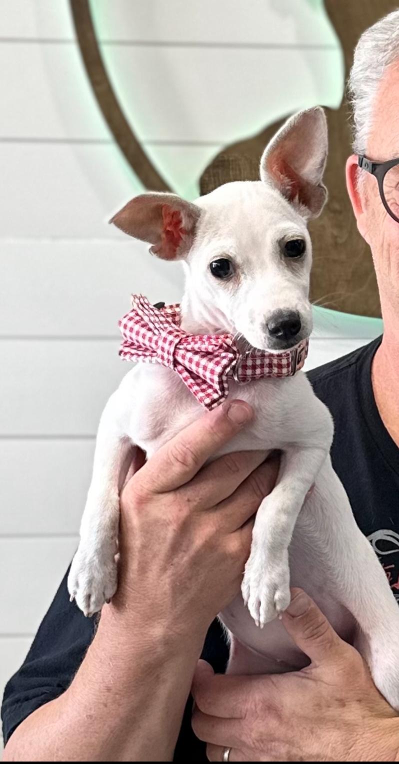 Enlarge Lou Lou, a Adopted mixed breed in Southlake, TX image 3/5