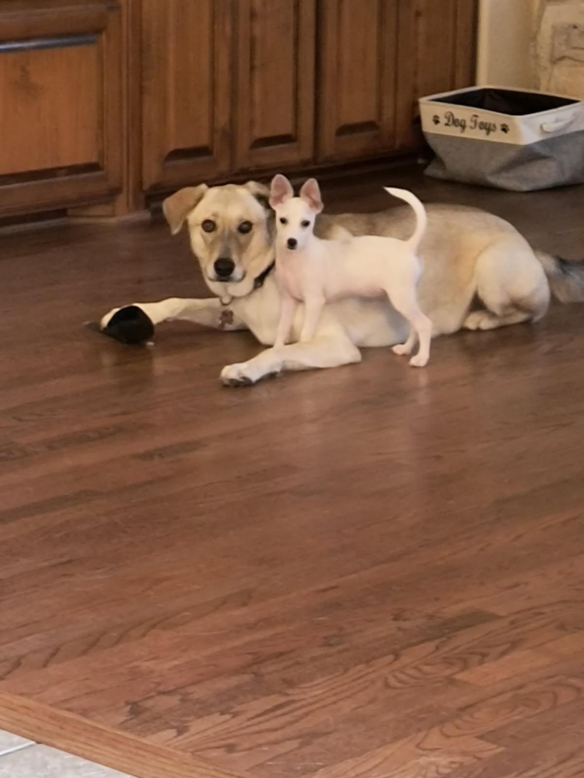 Enlarge Lou Lou, a Adopted mixed breed in Southlake, TX image 4/5