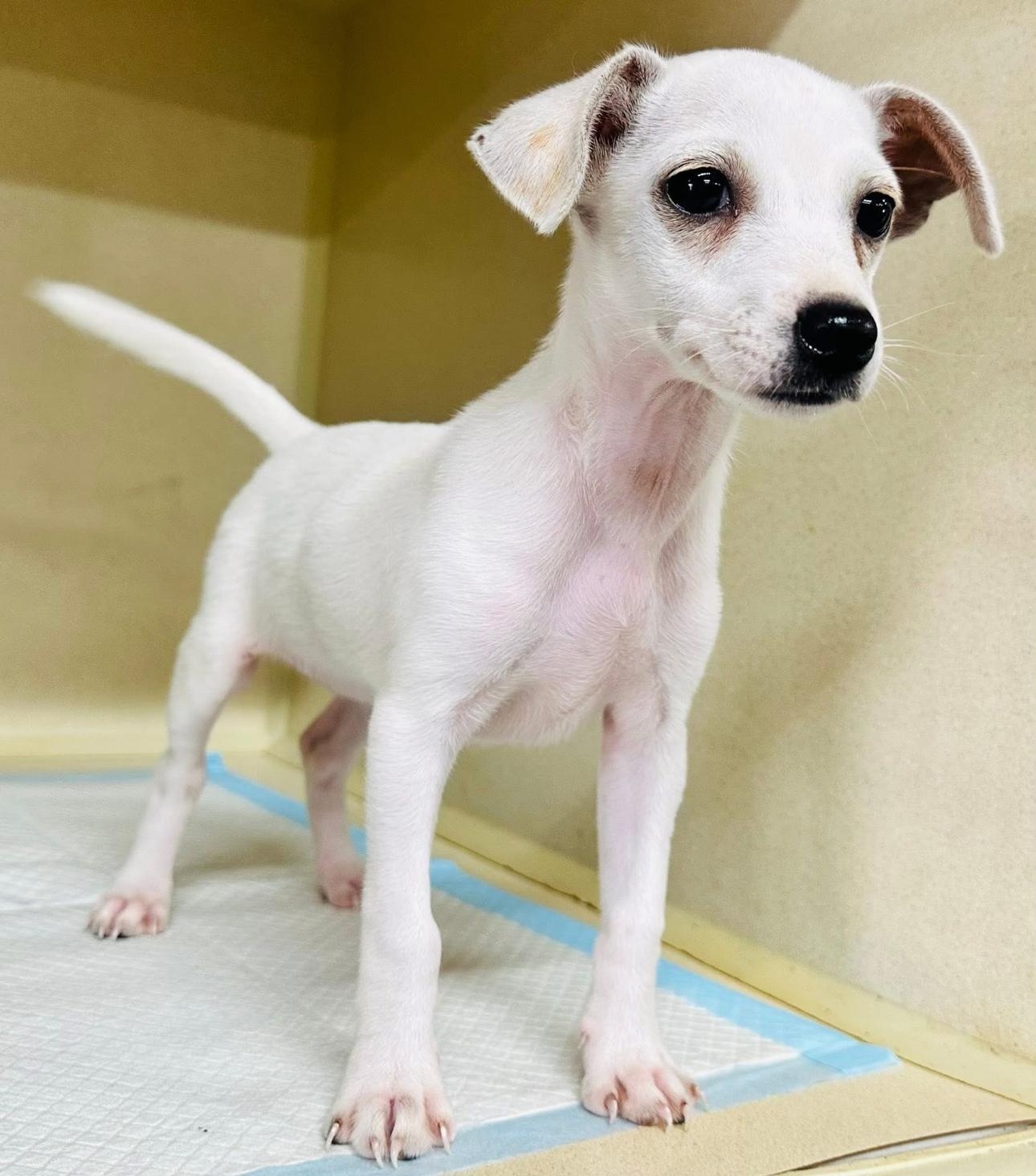 Enlarge Lou Lou, a Adopted mixed breed in Southlake, TX image 5/5